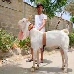 gulabi bakra 4 Sell
