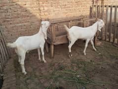 Rajanpuri Bakry