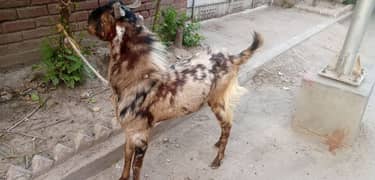 Bakra For sale