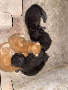 Persion cat