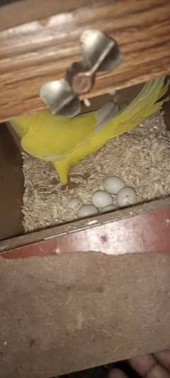 Yellow Ringneck breeder pair with 6 eggs, Cage, breeding box for sale