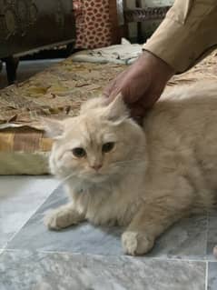 Persian cats
