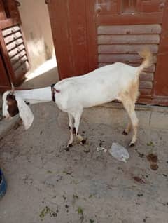Abluk Goat