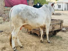 Heavy Qurbani 2025 Sahiwal Bachra Wacha Bull Full Healthy