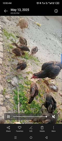 Aseel chik