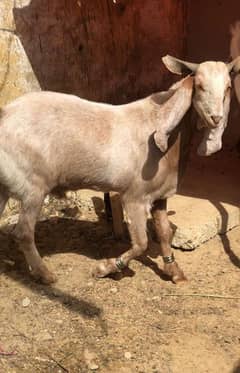 #Bakra #qurbani #Bakraforsale