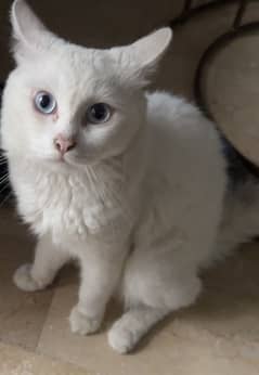 Turkish angora male cat