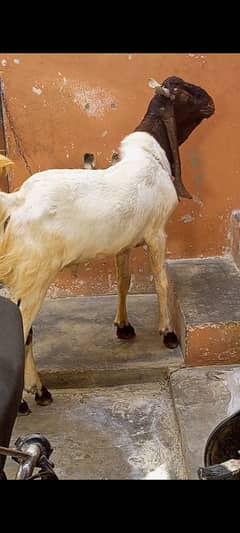 Bakra kamori