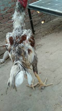 3 male 3 female for sale