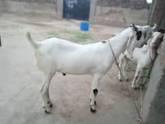 Donday