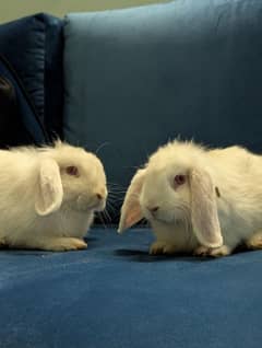 Imported Bunnies | Available For Sale In Lahore | 50% Off