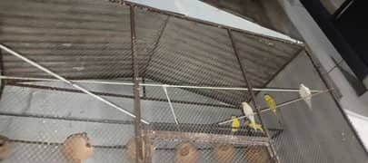 Cage for sale and 2 parrot ka jora