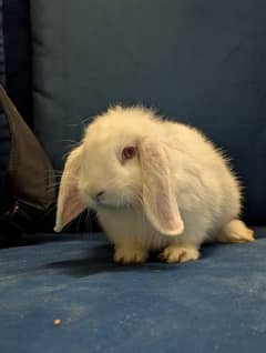 Imported Bunnies | Available For Sale In Lahore | 50% Off