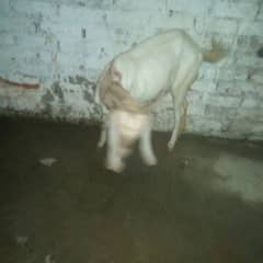patal