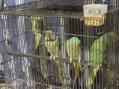 Raw parrots for sale