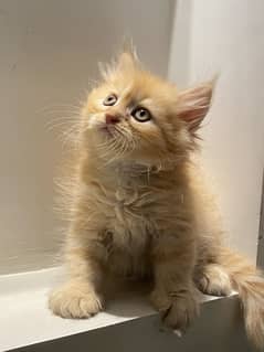 Persian Kittens (White,Brown)