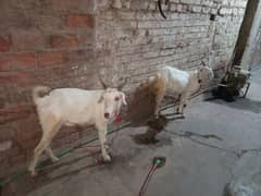 joori ke 70 hazar