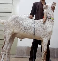 Desi