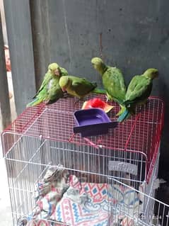 green ring neck baby chicks