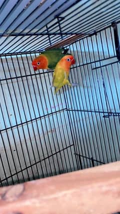 love bird