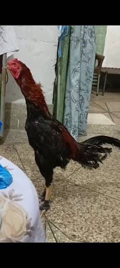 Japanese +Vaitnami AseeL phatta