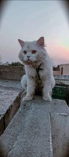 Persian Male