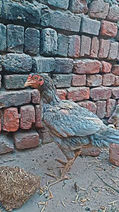 salati murgi