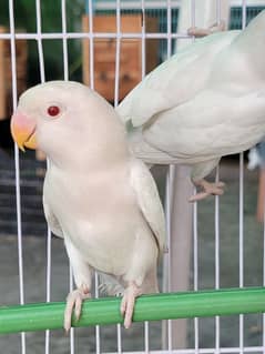 albino red eye