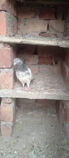 pigeon