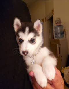 Husky puppy