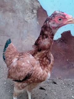 Aseel Murgi for sale