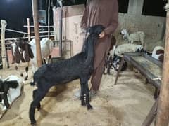 bakri hy 2 dant