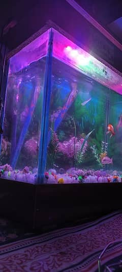 17x17x9 Aquarium with Filter, LED Light, Heater, Feed & Full Setup