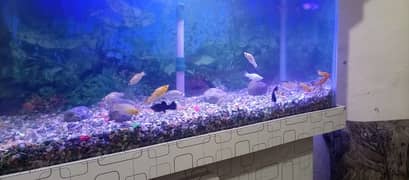 Molly Fishes