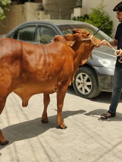 qurbani cow