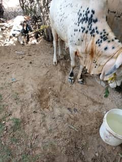 qurbani lover hurryup