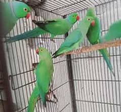 All breedr pair