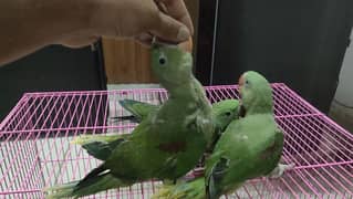 RAW CHICKS NEAR TO SELF