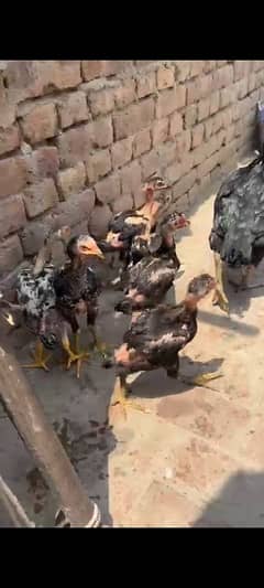 murgi