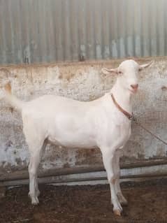 Teddy Bakra aur Gulabi Larkana Dumba