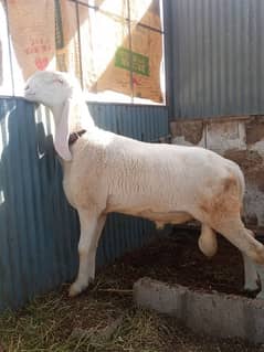 Gulabi