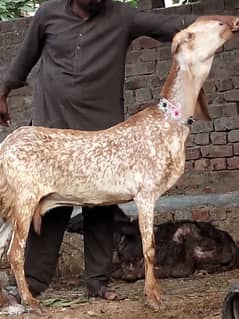 Makhi cheeni  Gabn bakri sale