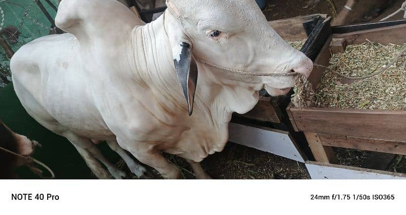 Gulabi or ablak bachre 6