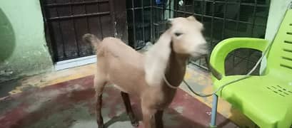 baby goat