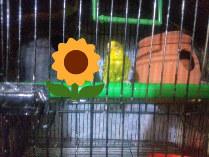 1  Australian Female Parrot In Big Size For Sale 0