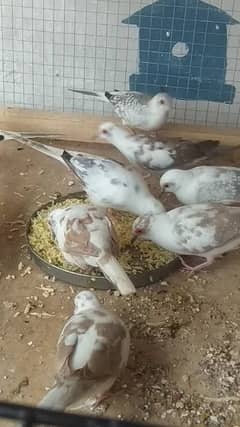 Blue Pied Red Pied wash Piece