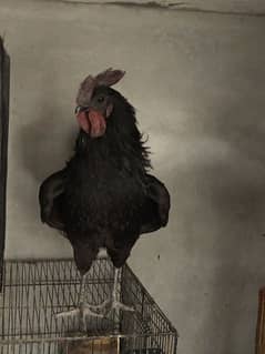 ayam cemani