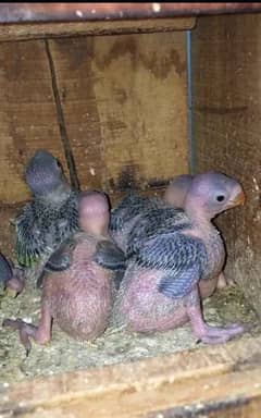 parrot chicks