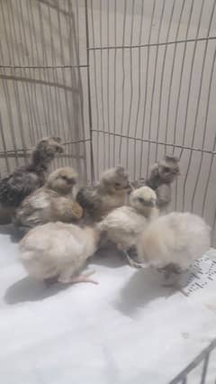 polish silkie Turkey o shamo kandari chicks
