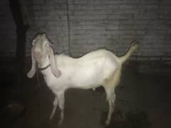 Khubsurt bakra